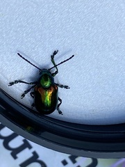 Chrysochus auratus
