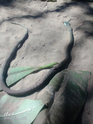 Spotted Bush Snake
