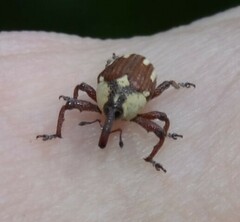 Sternuchopsis karelinii