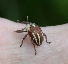 Sternuchopsis karelinii