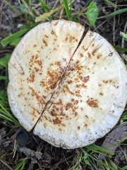 Ganoderma ravenelii