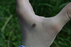 Sternuchopsis karelinii