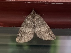 Hydriomena furcata