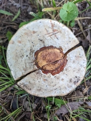 Ganoderma ravenelii