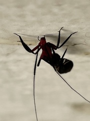 Thyrsophorinae