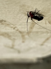 Thyrsophorinae