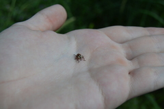 Sternuchopsis karelinii