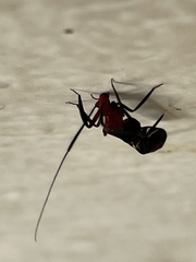 Thyrsophorinae