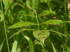 Mycosphaerella effigurata