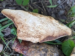 Ganoderma ravenelii