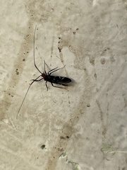 Thyrsophorinae