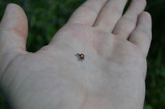 Sternuchopsis karelinii