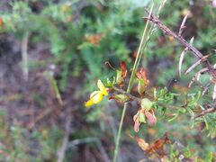 Genista triacanthos
