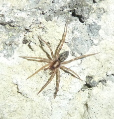 Liocranum