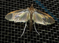 Syllepis