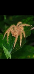 Heteropoda davidbowie