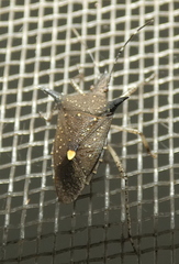 Proxys albopunctulatus
