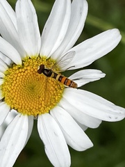 Sphaerophoria philanthus