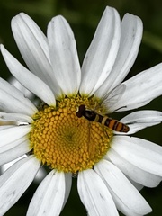Sphaerophoria philanthus