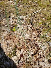 Linaria genistifolia