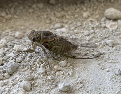 Diceroprocta alacris