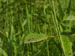 Mycosphaerella effigurata