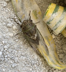 Diceroprocta alacris