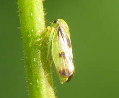 Pediopsoides distinctus