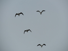 Chroicocephalus maculipennis