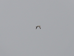 Chroicocephalus maculipennis