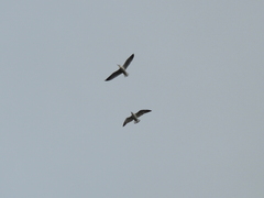 Chroicocephalus maculipennis