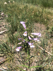 Penstemon gracilis