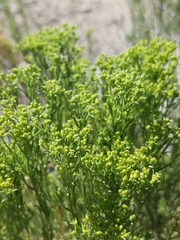 Chrysothamnus viscidiflorus puberulus