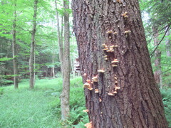 Laetiporus huroniensis