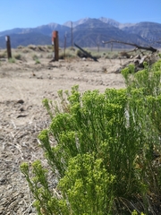 Chrysothamnus viscidiflorus puberulus