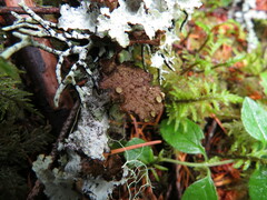 Tuckermanopsis platyphylla
