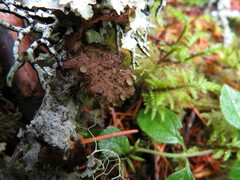 Tuckermanopsis platyphylla