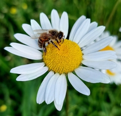Apis mellifera