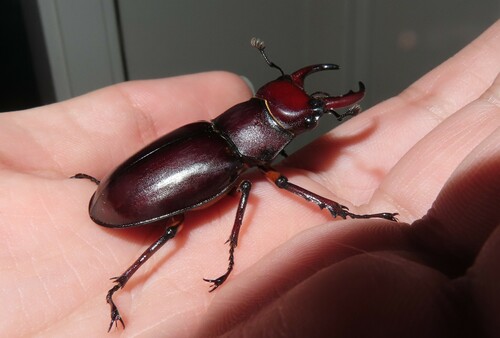 Reddish-brown stag beetle