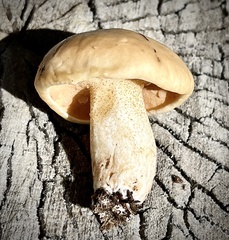 Suillus kaibabensis