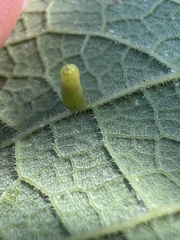 Celticecis aciculata