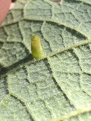 Celticecis aciculata