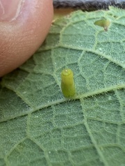 Celticecis aciculata