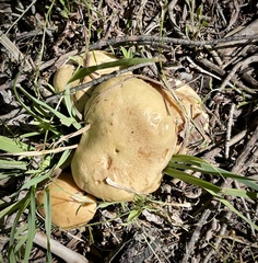 Suillus kaibabensis