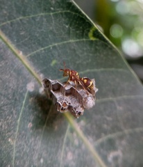 Ropalidia cyathiformis