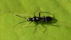 Pseudoxenetus regalis