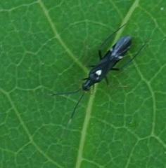 Pseudoxenetus regalis