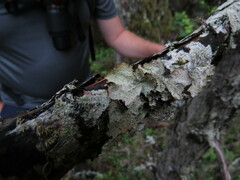 Platismatia norvegica
