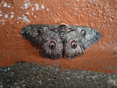 Saturnia lindia