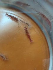 Neocaridina davidi